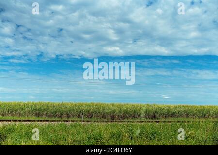 Binari ferroviari che percorrono di fronte ad un campo di canna da zucchero e dietro l'erba selvaggia Foto Stock