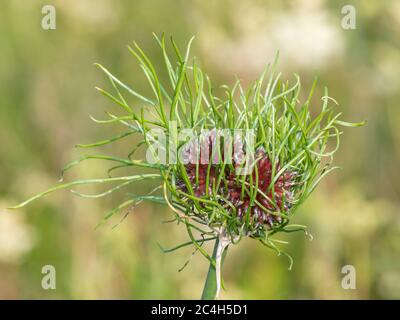 Primo piano di una pianta di aglio selvatico (allium vineale) Foto Stock