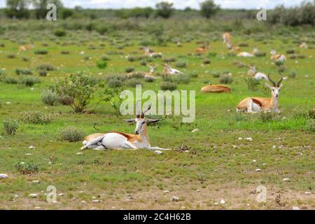 Mandria antilope di Springbok che riposa sul terreno freddo nel parco nazionale di Etosha in Namibia al mattino; Antidorcas Marsupialis Foto Stock