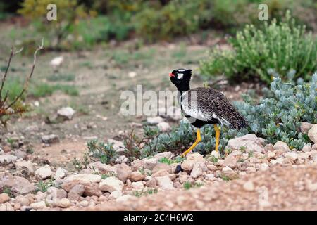 Il Korhaan Nero del Nord (Afrotis afraoides) conosciuto anche come il pulcini bianco nel Parco Nazionale di Etosha, Namibia, Africa. Foto Stock