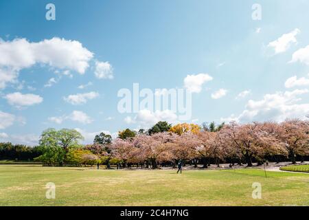 La foresta di fiori di ciliegio nel giardino Korakuen a Okayama, Giappone Foto Stock
