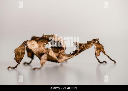 Un giovane insetto australiano spinoso di foglia, Extatosoma tiaratum Foto Stock