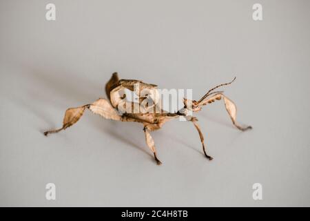Un giovane insetto maschio australiano spinoso foglia, Extatosoma tiaratum Foto Stock