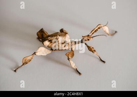 Un giovane insetto maschio australiano spinoso foglia, Extatosoma tiaratum Foto Stock