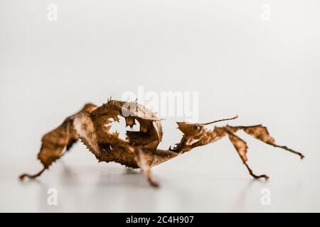 Femmina Juvenile Spiny foglia Insect Foto Stock
