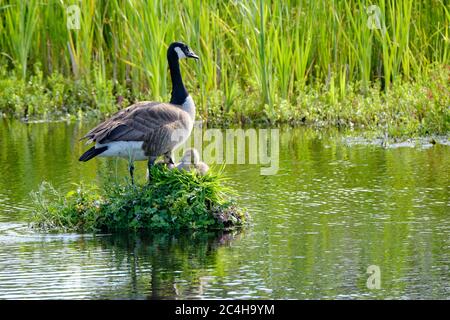 Canada Goose sul suo nido con due pulcini recentemente hatched, UN nido costruito sull'acqua, i gossings gialli morbidi Foto Stock