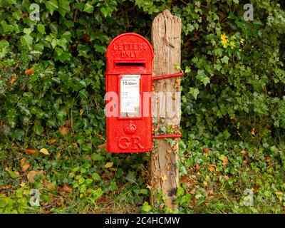 Scatola del palo della lampada rossa montata su palo contro una siepe verde per lo più edera Foto Stock