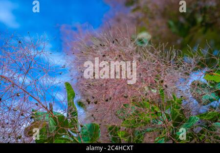 Cotinus Coggygria giovane Signora - Pink Common Smoke Tree. Fogliame e teste di seme. Giardino dell'Alto Adige nel nord Italia Foto Stock