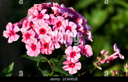 Phlox paniculata 'Early Rosa occhio scuro' Foto Stock