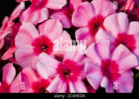 Phlox paniculata 'Early Rosa occhio scuro' Foto Stock