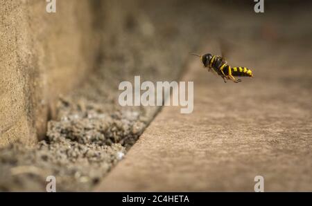 Digger Wasp (Ectemnius Lituratus) che si trova fuori dall'ingresso del suo nido/burrone Foto Stock