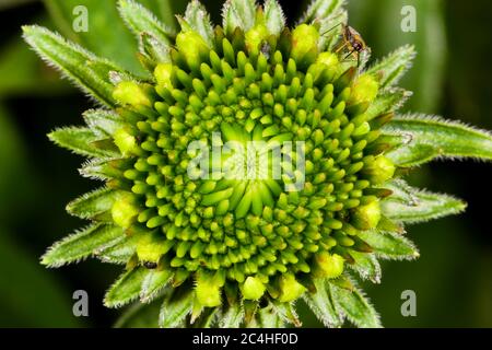 Fiore di Echinacea nelle fasi iniziali della crescita Foto Stock