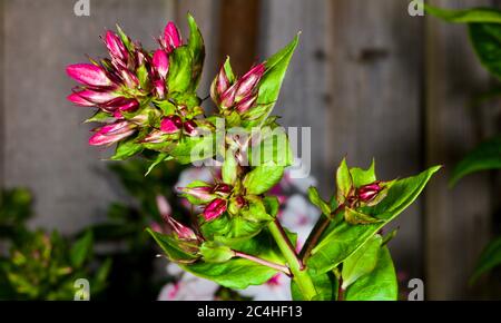 Phlox paniculata 'Early Rosa occhio scuro' Foto Stock