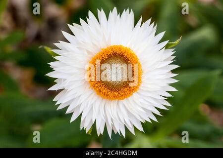 Il bianco di Helichysum è un fiore perenne comune a volte denominato fragole, carta daisy o fiore eterno Foto Stock