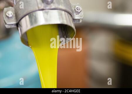 Raccolta di olive verdi in Puglia Foto Stock