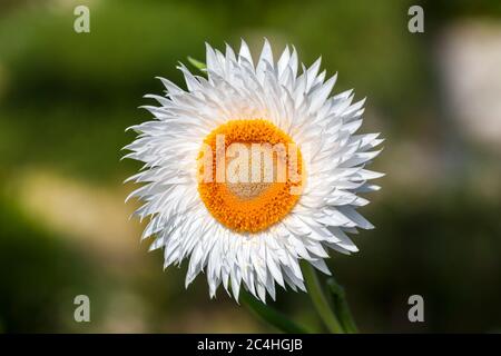 Il bianco di Helichysum è un fiore perenne comune a volte denominato fragole, carta daisy o fiore eterno Foto Stock