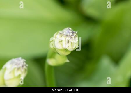 I porpora Hostas stanno ottenendo pronti a fiorire! Foto Stock