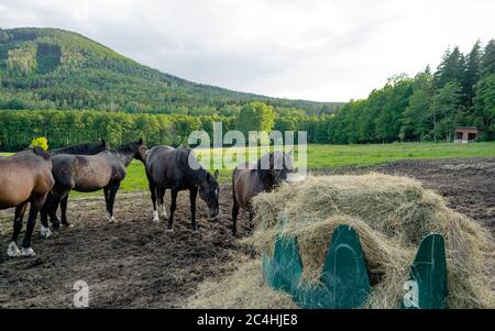 Bellissimi cavalli purosangue che pascolano al Corral dell'azienda agricola. Idilliaco paesaggio rurale. Gruppo di cavalli sul pascolo. Luce calda. Ora d'oro. Foto Stock