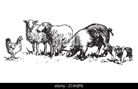 Set di animali da fattoria - disegnata a mano illustrazioni (vector) Illustrazione Vettoriale