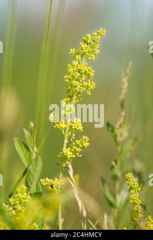 Lady's Bedstrain - Galium verum erba calcarea fiore su sfondo diffuso Foto Stock