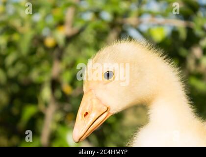 Divertente gosling su uno sfondo di foglie, al sole Foto Stock