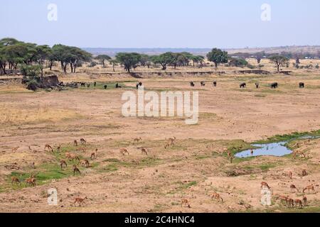 Elefanti e Impala che pascolano in un letto di fiume essiccato Foto Stock