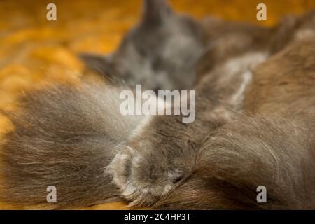 Gattino grigio, il gatto che giace, sonno rilassante Foto Stock