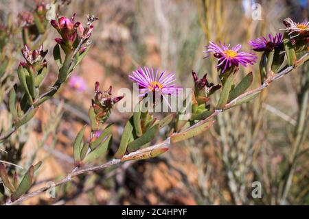Delosperma (Ice Plant) Fynbos fiore viola ramo di pianta con fiori in fiore Foto Stock