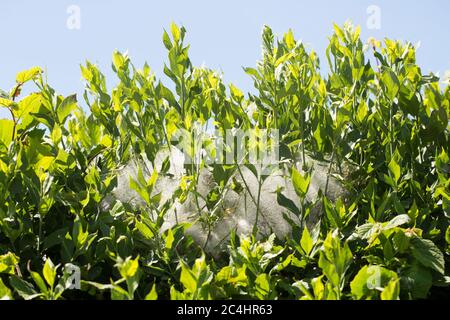 Caterpille, o larve, del fuso Ermine falda, Yponomeuta cagnagella, all'interno del loro nastro di seta. North Dorset Inghilterra Regno Unito GB Foto Stock