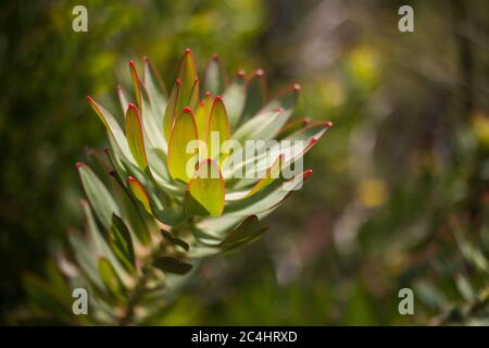 Leuadendron specie, bel ramo di questa pianta di fynbos Foto Stock