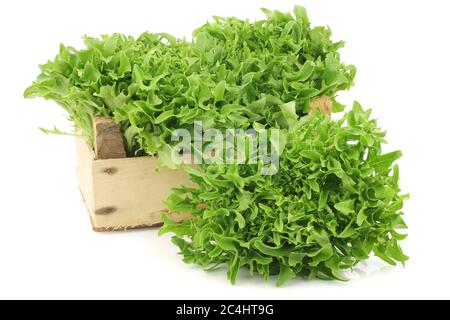 lattuga riccia verde raccolta di fresco in una cassa di legno su sfondo bianco Foto Stock