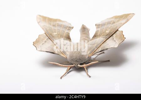 Un falkmoth di Poplar maschio, Laothoe populi, fotografato in uno studio su sfondo bianco prima del rilascio. North Dorset Inghilterra Regno Unito GB Foto Stock