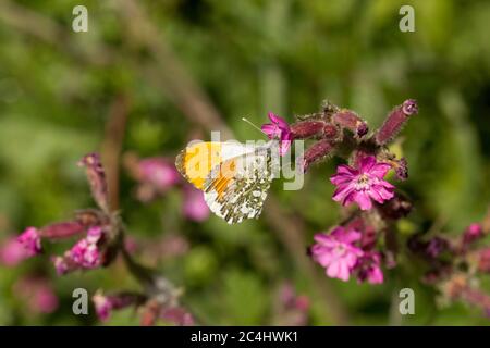 Una farfalla arancione-Tip maschio, Andhokaris cardamines, al lato di una corsia di campagna poggiante su fiori rossi di campion, Silene dioica. Nord Dorset Inghilterra Foto Stock