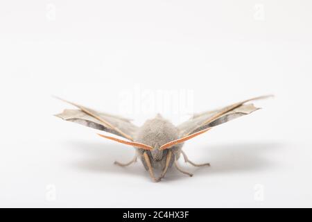 Un falkmoth di Poplar maschio, Laothoe populi, fotografato in uno studio su sfondo bianco prima del rilascio. North Dorset Inghilterra Regno Unito GB Foto Stock