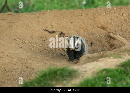 Il cucciolo di Badger (nome scientifico: Meles Meles) che emerge da un sett di tasso in prima serata. Rivolto in avanti. Sfondo sfocato. Orizzontale. Spazio di copia Foto Stock