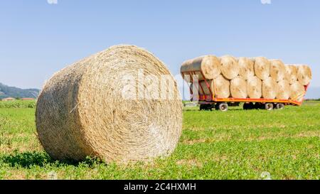 Una grande balla rotonda di fieno in un campo nella campagna toscana, con un rimorchio pieno di balle di fieno sullo sfondo, Italia Foto Stock