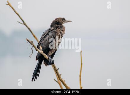 Cormorani senza luce su un lago in India Foto Stock