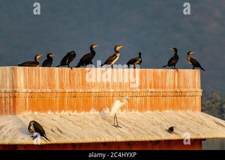 Un grande Egret e un gregge di cormorani che siedono sul Jal Mahal, Jaipur, Rajasthan, India Foto Stock