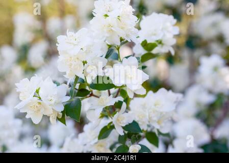 Bel ramo di gelsomino fiorito con fiori bianchi. Sfondo naturale con fiori di gelsomino su un cespuglio. Bellezza dei fiori di gelsomino. Foto Stock