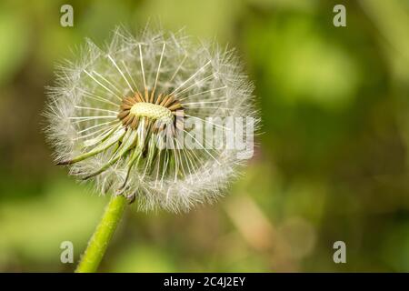 Closeup macro shot di bel fiore di andelione blowball in primavera Foto Stock