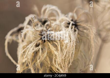 Closeup macro shot di fiori appassiti ricoperti di bellissimi cristalli di ghiaccio Foto Stock