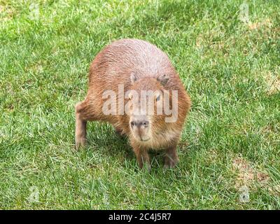 Bella Capybara (hydrocoerus hydrocaeris) che cammina sull'erba Foto Stock