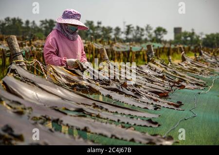 Weihai, provincia cinese di Shandong. 27 Giugno 2020. Una donna lavora in un campo di kelp di Caring nella città di Chengshan di Rongcheng, provincia di Shandong della Cina orientale, il 27 giugno 2020. Credit: Yuyu/Yuyu/Yuyu Live News Foto Stock