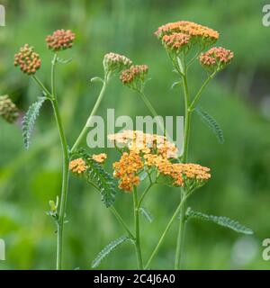 Achillea 'Terracotta' - giovani piante che crescono nel giardino di giugno - Scozia, UK Foto Stock