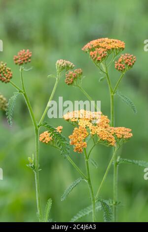 Achillea 'Terracotta' - giovani piante che crescono nel giardino di giugno - Scozia, UK Foto Stock