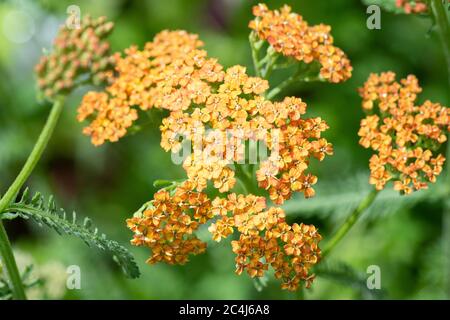 Achillea 'Terracotta' - giovani piante che crescono nel giardino di giugno - Scozia, UK Foto Stock