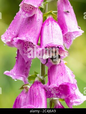 Bumblebee raccogliere nettare da guanti di volpe durante la pioggia - Scozia, Regno Unito Foto Stock