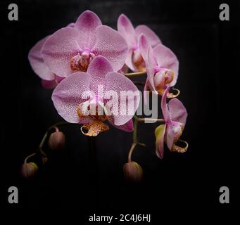 Moth Orchid (Phalaenopsis spp ibrido) East Yorkshire, Inghilterra, Regno Unito, GB. Foto Stock