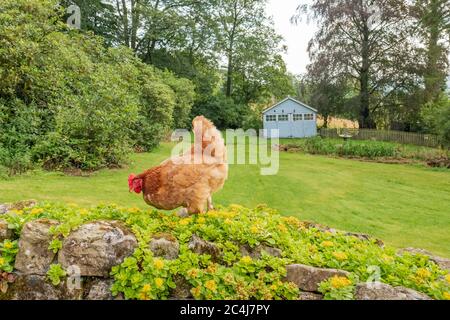 Grande pollo Hen per adulti visto a piedi lungo una parete di roccia in un grande giardino privato. Una casa in legno blu distante è usata per ospitare il gregge di galline. Foto Stock