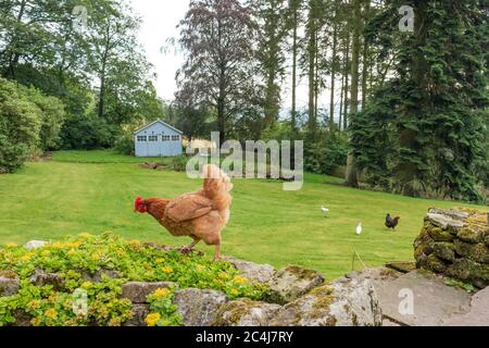 Grande pollo Hen per adulti visto a piedi lungo una parete di roccia in un grande giardino privato. Una casa in legno blu distante è usata per ospitare il gregge di galline. Foto Stock